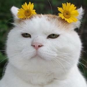 Meet your Posher, Tieu